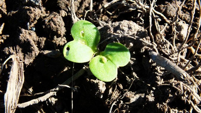 Yikes, there are fleas in my salad!