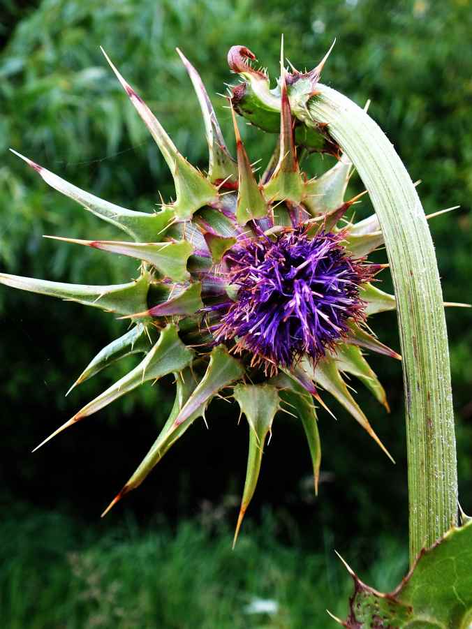 ThistleUturnFrontLoRes