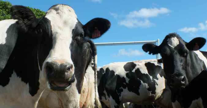 Happy New Year from all of us at the farm