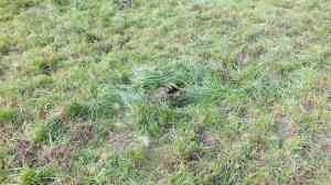 What kicked it all off: doing the Professor proud.