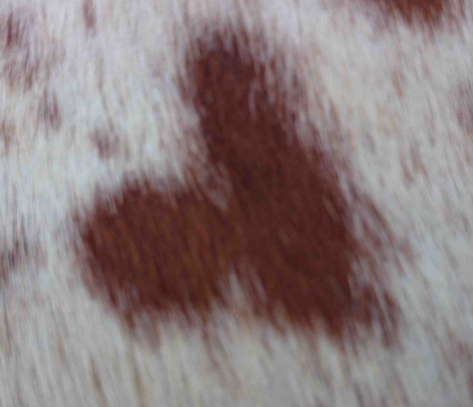 Jamie wears his heart on his hide