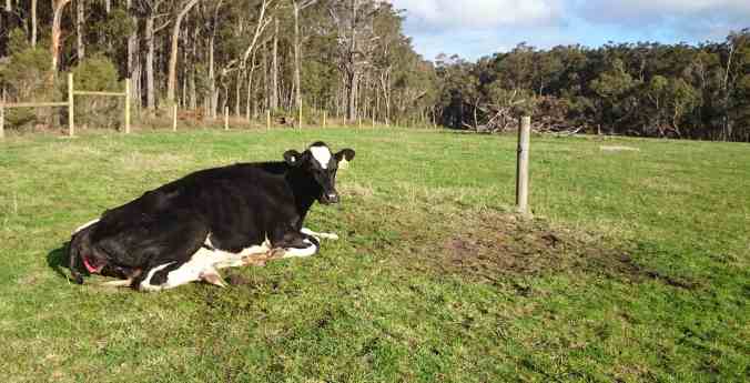 Moments after her labour