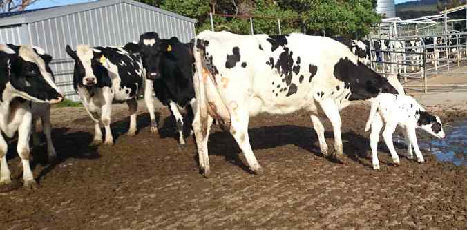 Snowy's mother claims her.