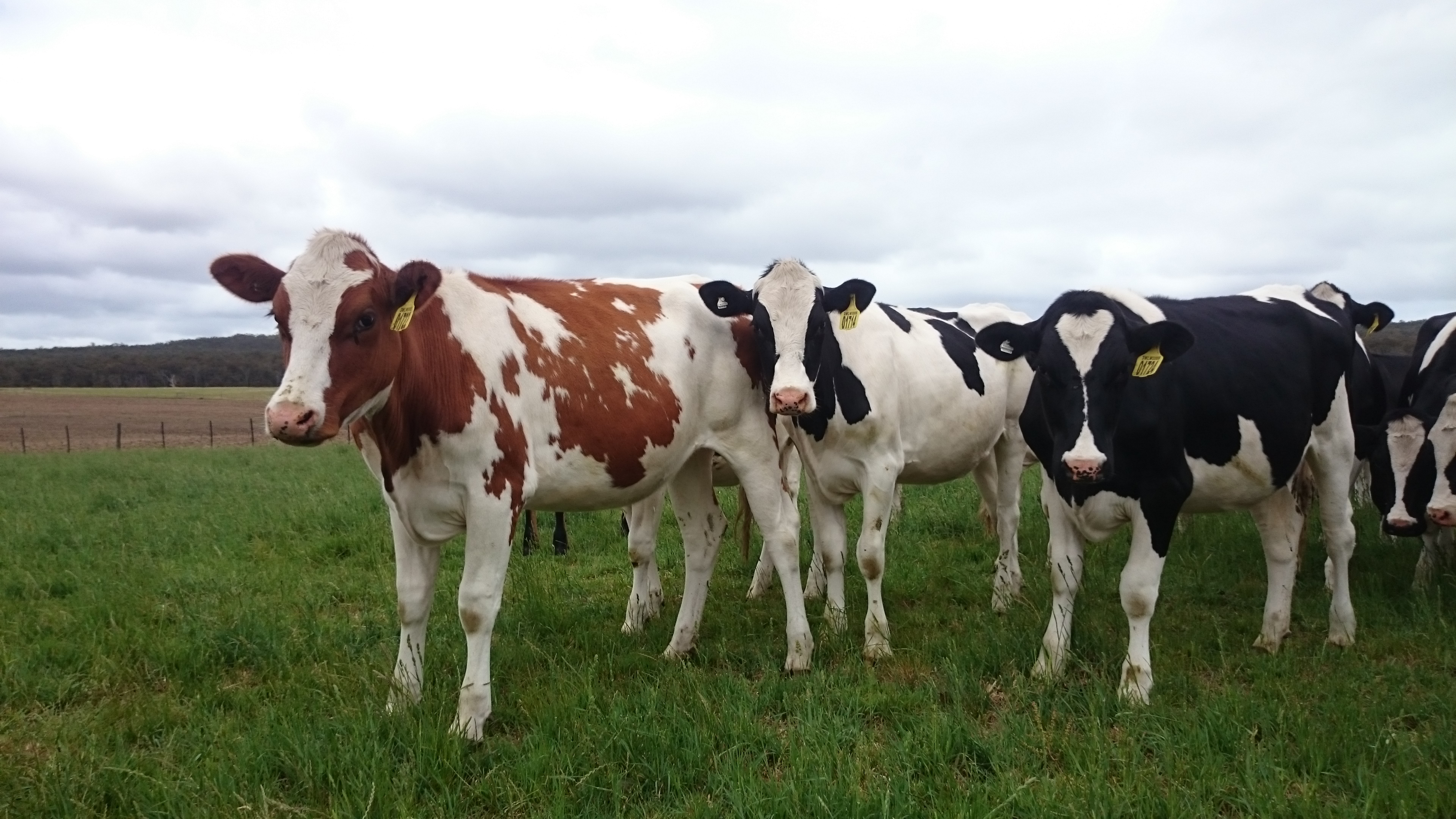 Meet the commercial cow challenger | The Milk Maid Marian